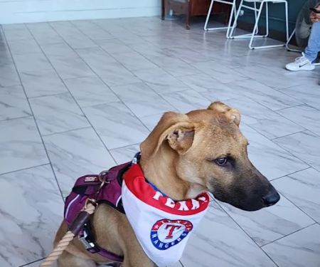 Safe Haven Animal Hospital