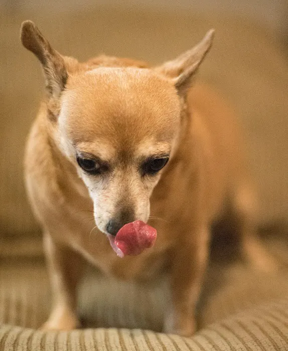 Safe Haven Animal Hospital Picture 6
