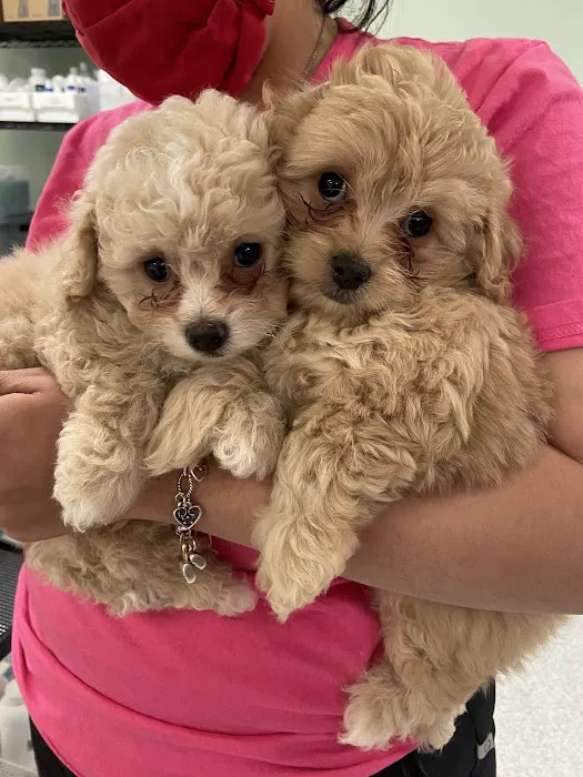 Safe Haven Animal Hospital Picture 9