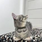 Dexter and Evie Veterinary Clinic + Urgent Care