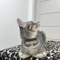 Dexter and Evie Veterinary Clinic + Urgent Care ico
