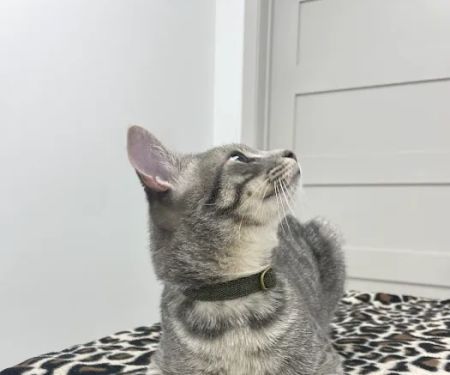Dexter and Evie Veterinary Clinic + Urgent Care