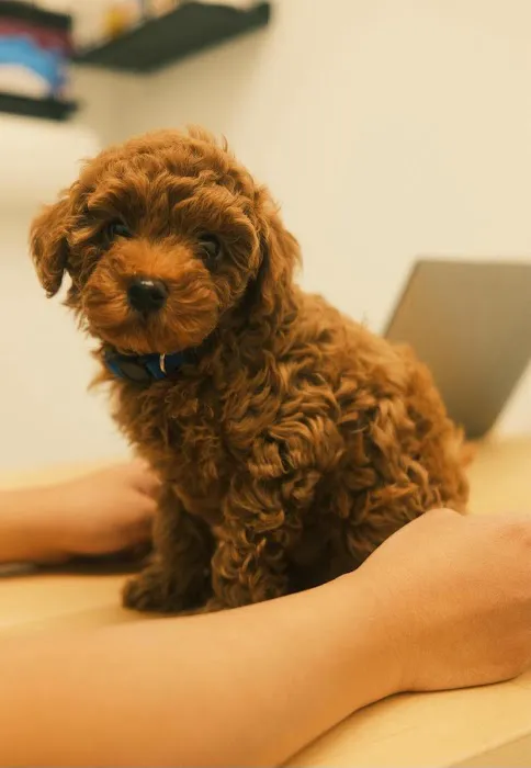 Dexter and Evie Veterinary Clinic + Urgent Care Picture 2