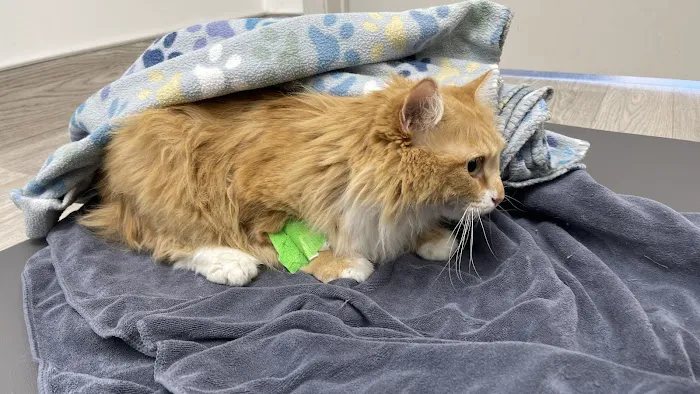 Dexter and Evie Veterinary Clinic + Urgent Care Picture 4