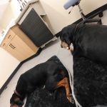 Modern Animal Veterinary Care