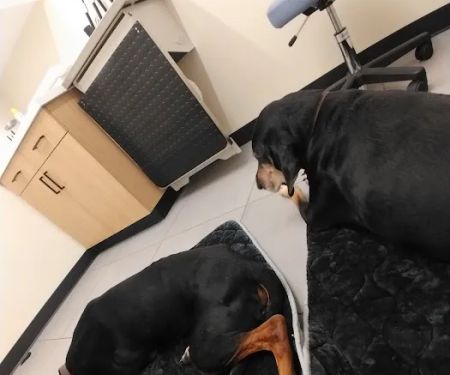 Modern Animal Veterinary Care