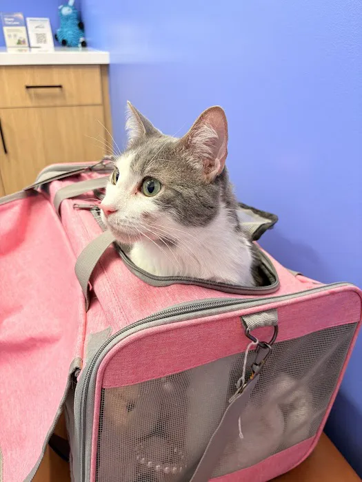 Modern Animal Veterinary Care Picture 4