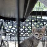 Greenway Animal Clinic