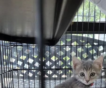 Greenway Animal Clinic