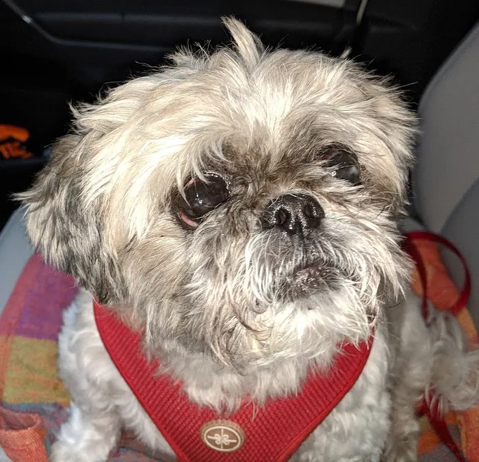 Greenway Animal Clinic Picture 6