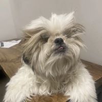 Sunset Animal Hospital ico