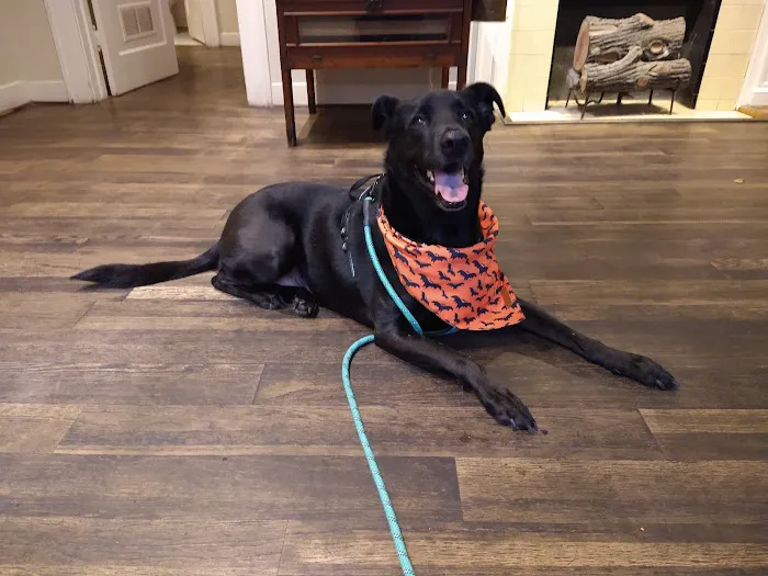 Bissonnet Veterinary Hospital Picture 2