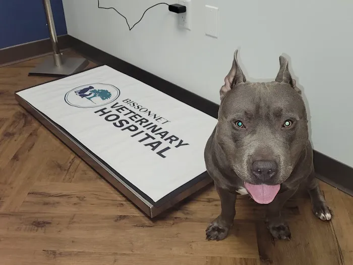 Bissonnet Veterinary Hospital Picture 8