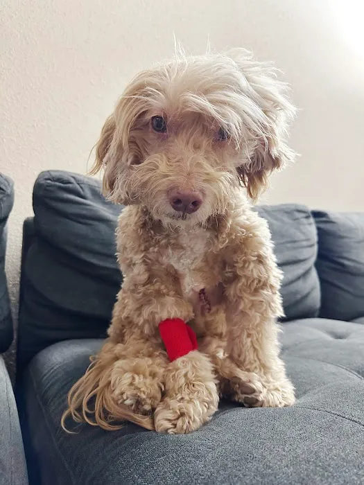 Bissonnet Veterinary Hospital Picture 4