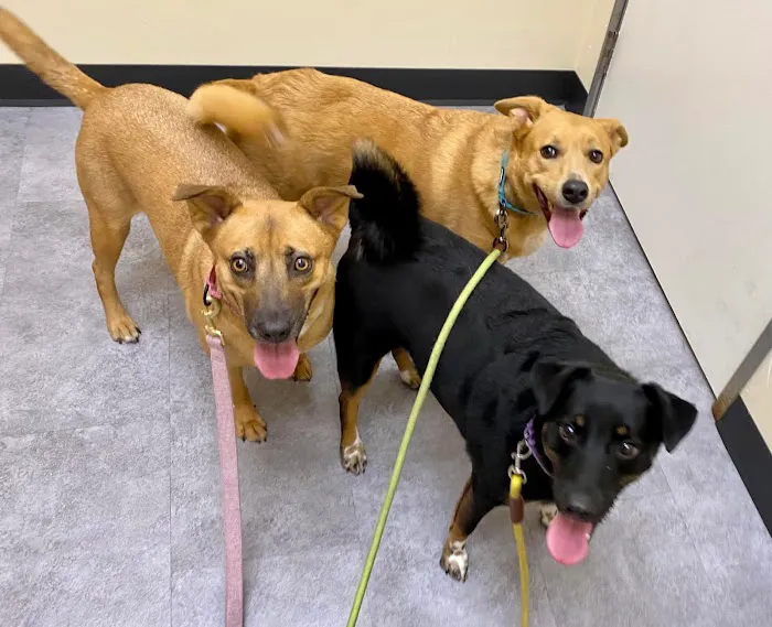Riverflow Pet Clinic Picture 4