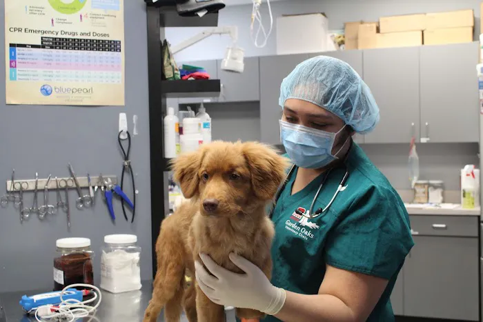 Garden Oaks Veterinary Center Picture 3