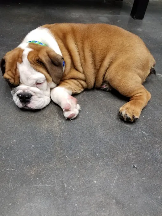 Garden Oaks Veterinary Center Picture 8