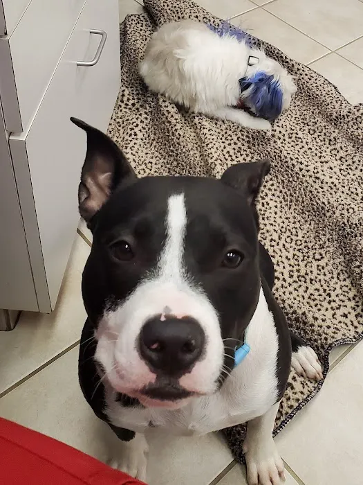 Jester Plaza Veterinary Clinic Picture 9