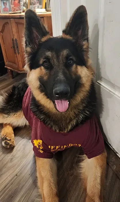Jester Plaza Veterinary Clinic Picture 10