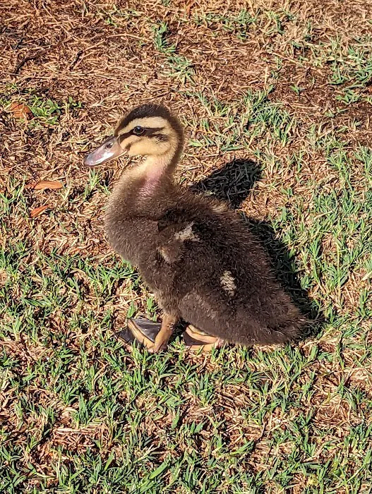 Houston SPCA's Wildlife Center Picture 6