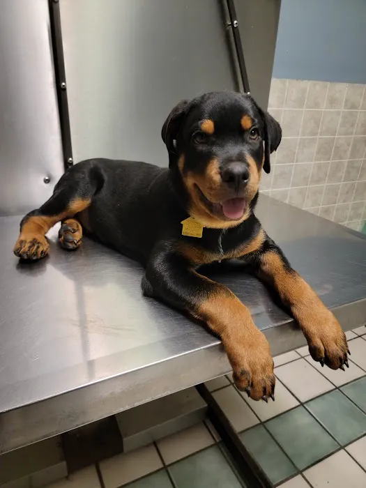 North Loop Pet Clinic Picture 2