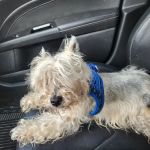 North Loop Pet Clinic