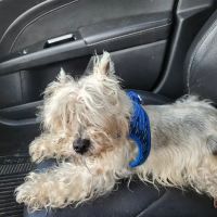North Loop Pet Clinic ico