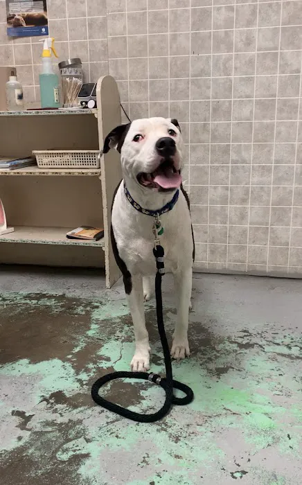 North Loop Pet Clinic Picture 3