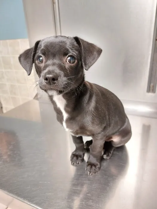 North Loop Pet Clinic Picture 4