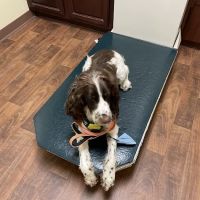 Oak Forest Veterinary Hospital ico