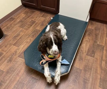 Oak Forest Veterinary Hospital
