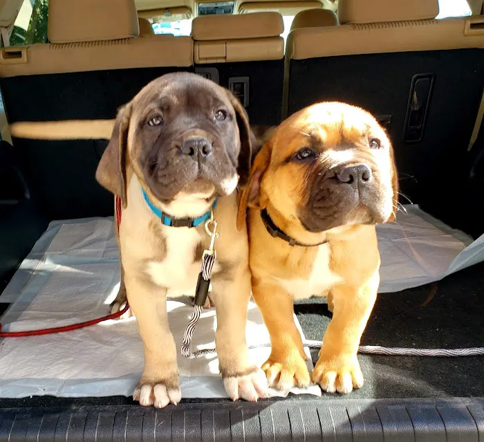 Emancipet Picture 8