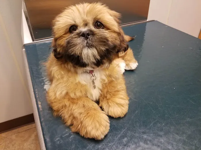 Gulfgate Animal Hospital. Picture 10