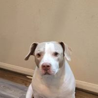Long Drive Dog & Cat Hospital ico