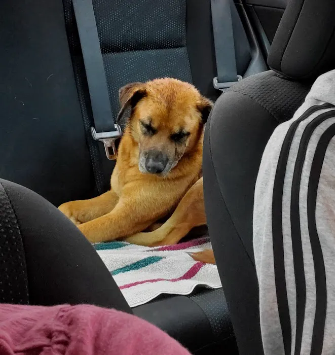 Long Drive Dog & Cat Hospital Picture 9