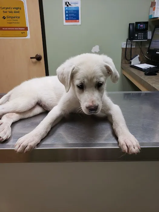 Long Drive Dog & Cat Hospital Picture 8