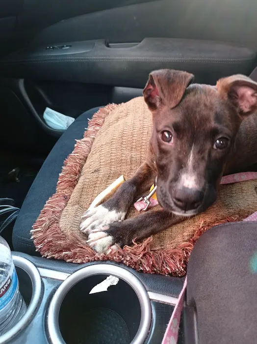 Long Drive Dog & Cat Hospital Picture 10