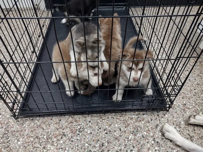 Pet Clinic On Bellfort Picture 3