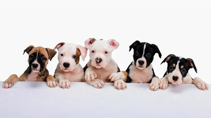 Pet Clinic On Bellfort Picture 9