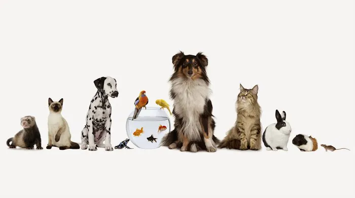 All God's Creatures Veterinary Care Picture 2