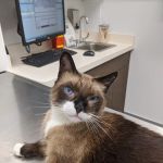 Armstrong Pet Hospital