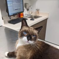Armstrong Pet Hospital ico