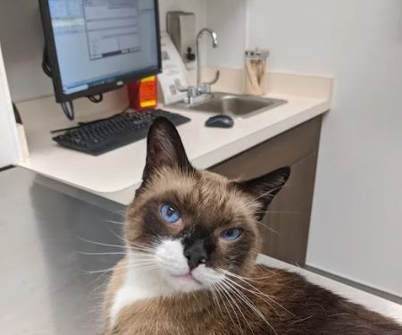 Armstrong Pet Hospital