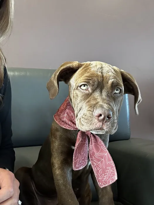 Armstrong Pet Hospital Picture 5