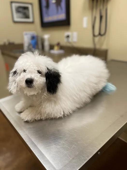 Clovis Pet Hospital Picture 6
