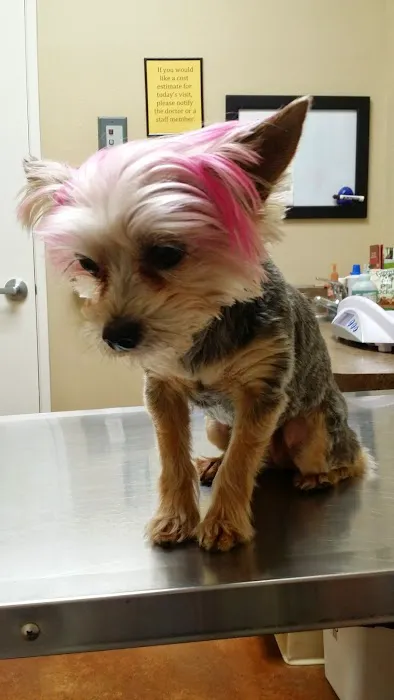 Clovis Pet Hospital Picture 5