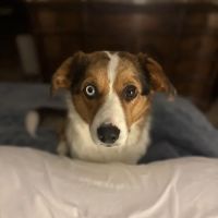 Waterhouse Animal Hospital of Clovis ico