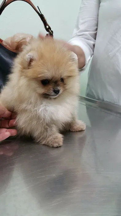 Companion Animal Hospital of Woodward Park Picture 1