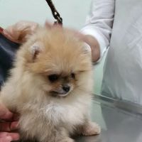 Companion Animal Hospital of Woodward Park ico