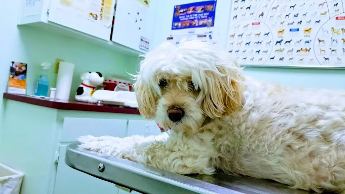 Companion Animal Hospital of Woodward Park Picture 6